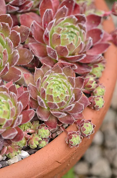 533517 - Houseleek (Sempervivum Rosie)