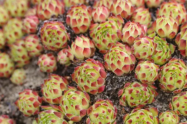485063 - Houseleek (Sempervivum x fimbriatum)