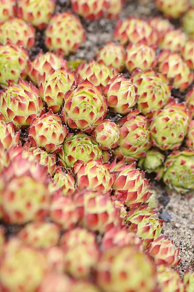 485064 - Houseleek (Sempervivum x fimbriatum)