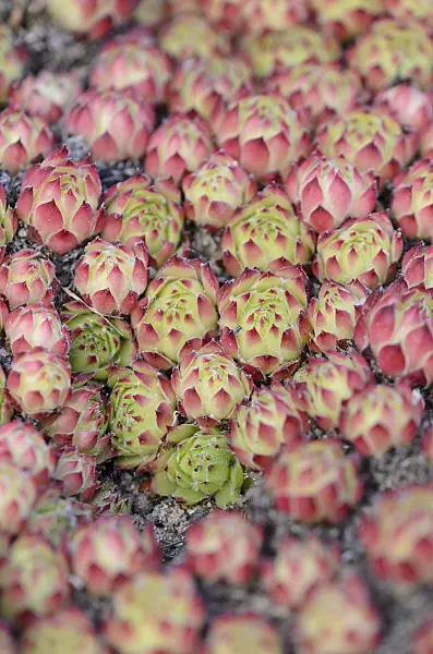521047 - Houseleek (Sempervivum x fimbriatum)