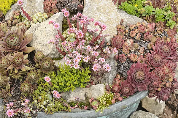 521275 - Houseleeks (Sempervivum) and stonecrops (Sedum) in a flower tub