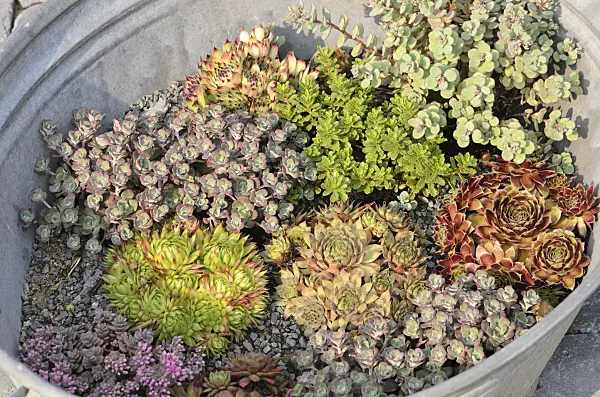 534421 - Houseleeks (Sempervivum) and stonecrops (Sedum) in a tin trough