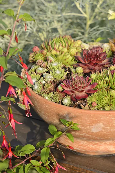 534426 - Houseleeks (Sempervivum) in a flower bowl