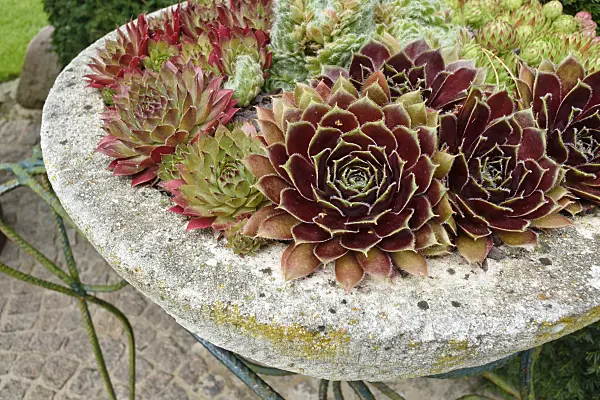 559078 - Houseleeks (Sempervivum) in a stone bowl