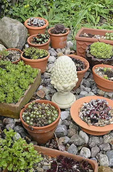 520164 - Houseleeks (Sempervivum) in flower bowls
