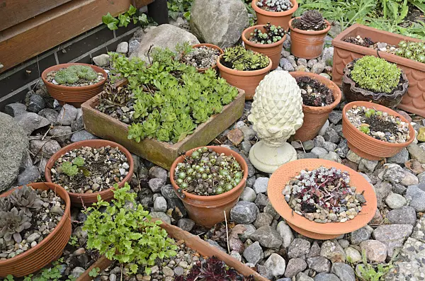 520165 - Houseleeks (Sempervivum) in flower bowls
