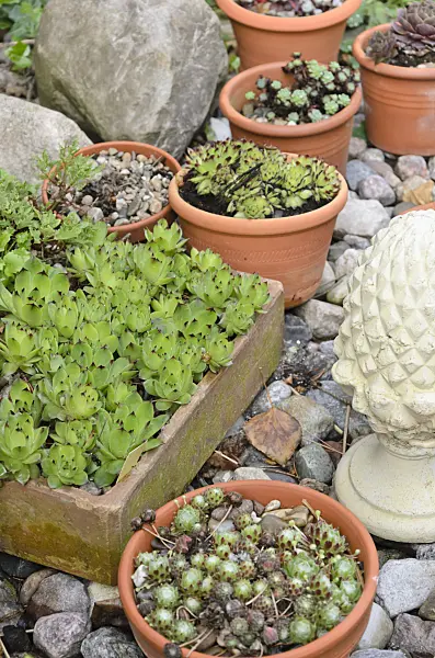 520166 - Houseleeks (Sempervivum) in flower bowls