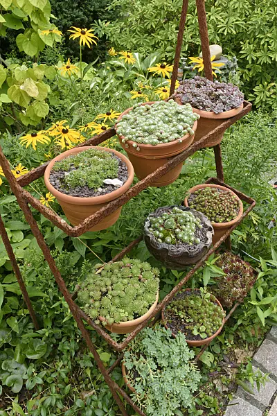 559079 - Houseleeks (Sempervivum) in flower pots on a rusty etagere