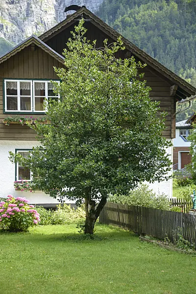575124 - Houx commun (Ilex aquifolium)