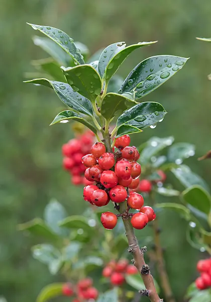 675171 - Houx commun (Ilex aquifolium 'Alaska')