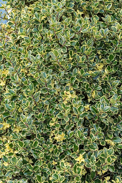 675174 - Houx commun (Ilex aquifolium 'Argentea Marginata')