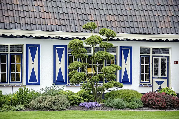 593106 - Houx crénelé (Ilex crenata)