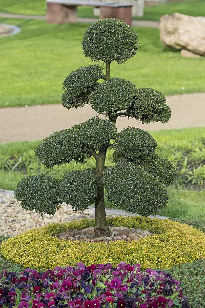 616247 - Houx crénelé (Ilex crenata)