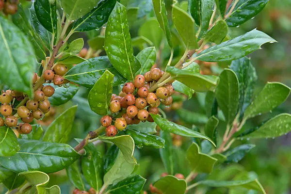 675170 - Houx (Ilex Nellie R. Stevens)