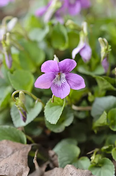 507057 - Howell's violet (Viola howellii)