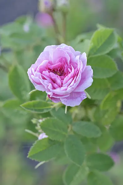 485003 - Hundertblättrige Rose (Rosa x centifolia 'Rose de Meaux')