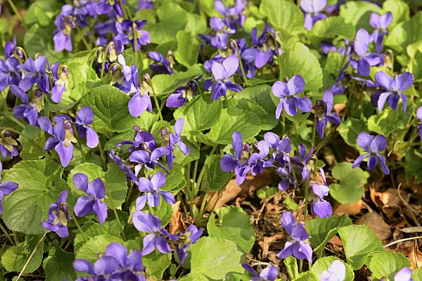 554033 - Hundsveilchen (Viola canina)