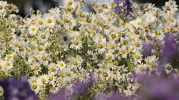 501047 - Hungarian daisy (Leucanthemella serotina)