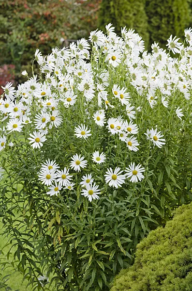 525144 - Hungarian daisy (Leucanthemella serotina)