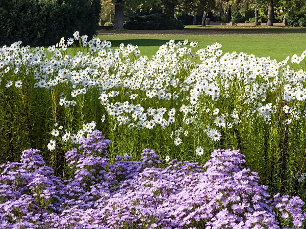 465177 - Hungarian daisy (Leucanthemella serotina) and asters (Aster)