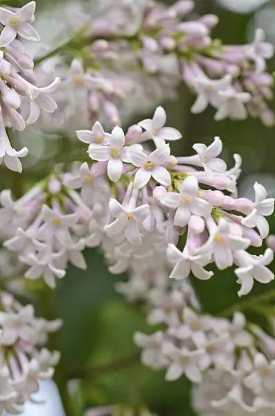 496401 - Hungarian lilac (Syringa josikaea)