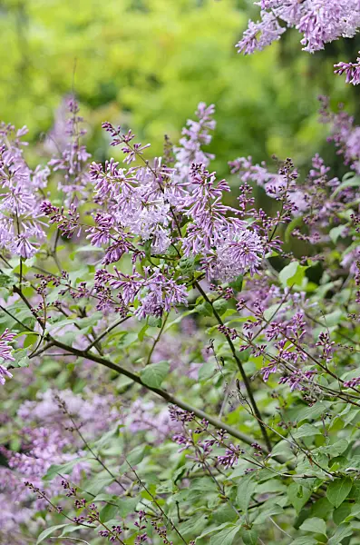 520225 - Hungarian lilac (Syringa josikaea)