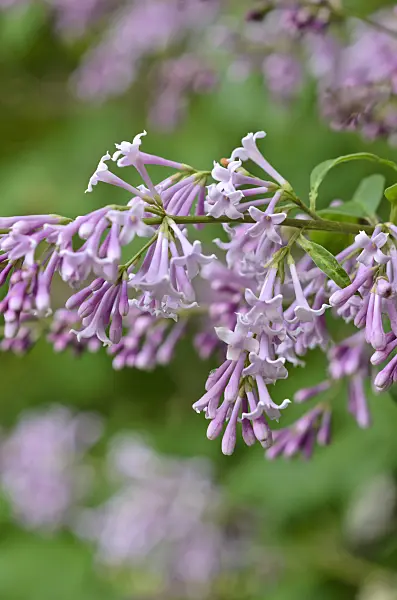 520226 - Hungarian lilac (Syringa josikaea)