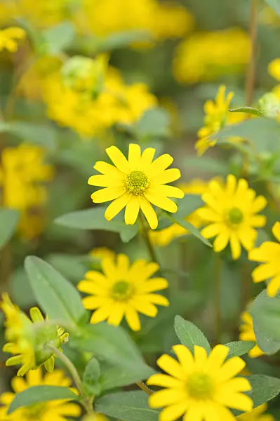 485036 - Husarenknopf (Sanvitalia procumbens 'New Sunset' syn. Sanvitalia speciosa 'New Sunset')
