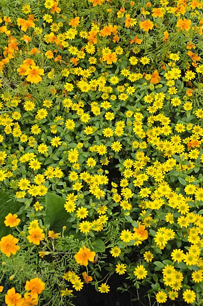 489022 - Husarenknopf (Sanvitalia procumbens syn. Sanvitalia speciosa)