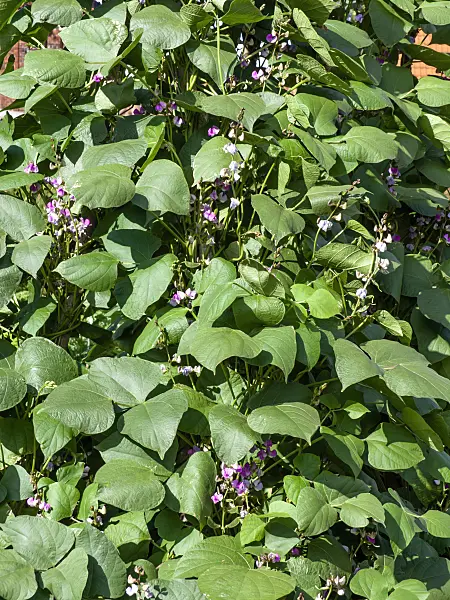 463121 - Hyacinth bean (Lablab purpureus syn. Dolichos lablab)
