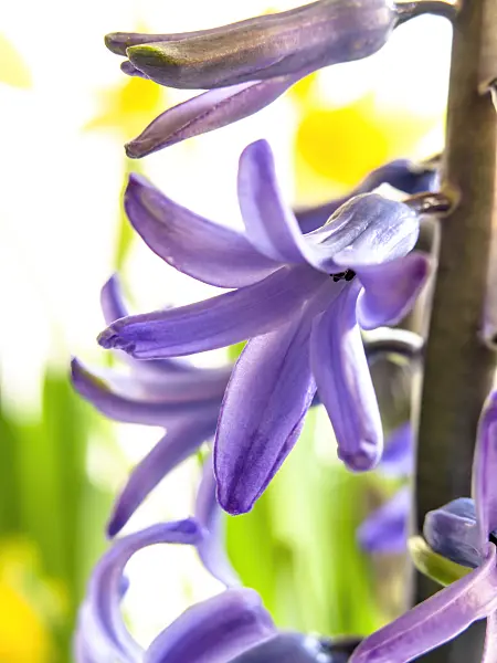 435001 - Hyacinth (Hyacinthus)