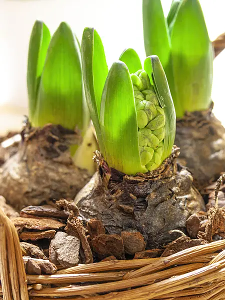 444037 - Hyacinth (Hyacinthus)