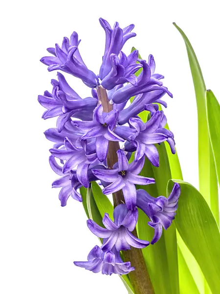 445018 - Hyacinth (Hyacinthus)