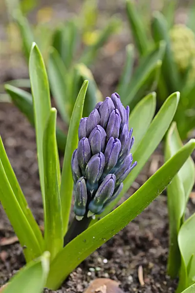483097 - Hyacinth (Hyacinthus)