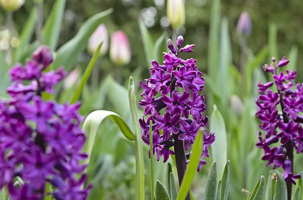 495175 - Hyacinth (Hyacinthus)