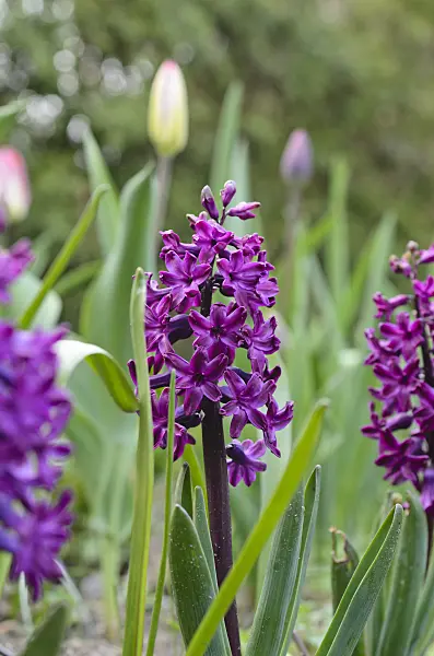 495176 - Hyacinth (Hyacinthus)