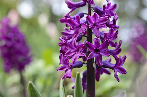 495177 - Hyacinth (Hyacinthus)