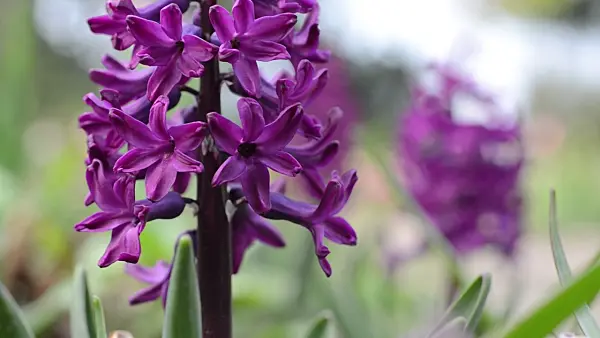 495280 - Hyacinth (Hyacinthus)