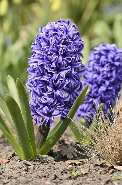 519144 - Hyacinth (Hyacinthus)
