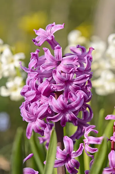 519165 - Hyacinth (Hyacinthus)