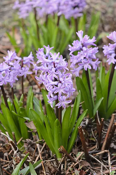531014 - Hyacinth (Hyacinthus)