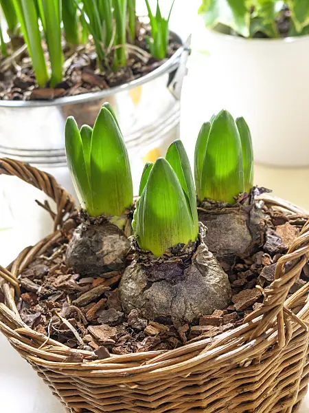 444035 - Hyacinth (Hyacinthus) with fresh green onion shoots, planted in a wicker basket