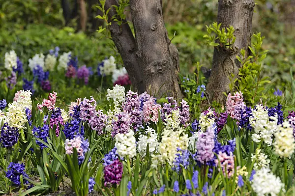 483215 - Hyacinths (Hyacinthus)