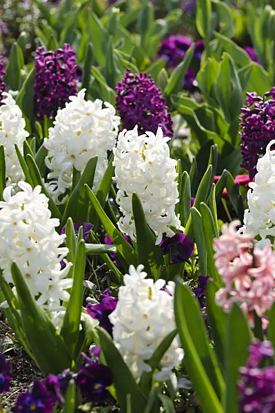 483217 - Hyacinths (Hyacinthus)
