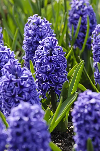483218 - Hyacinths (Hyacinthus)