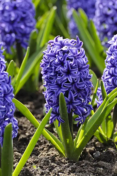 483219 - Hyacinths (Hyacinthus)