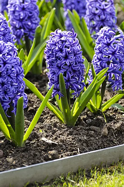 483220 - Hyacinths (Hyacinthus)