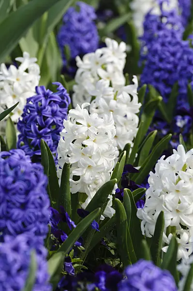 483223 - Hyacinths (Hyacinthus)
