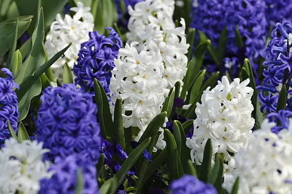 483224 - Hyacinths (Hyacinthus)
