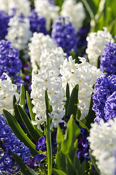 483248 - Hyacinths (Hyacinthus)